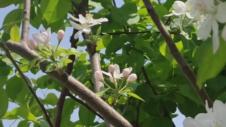 #绿植百问##你好春天##豫你一起共赏青绿#【商丘工学院植物科普之梨花海棠】偷来梨蕊三分白,借得梅花一缕魂.梨花海棠不仅观赏价值高,而且具有润...