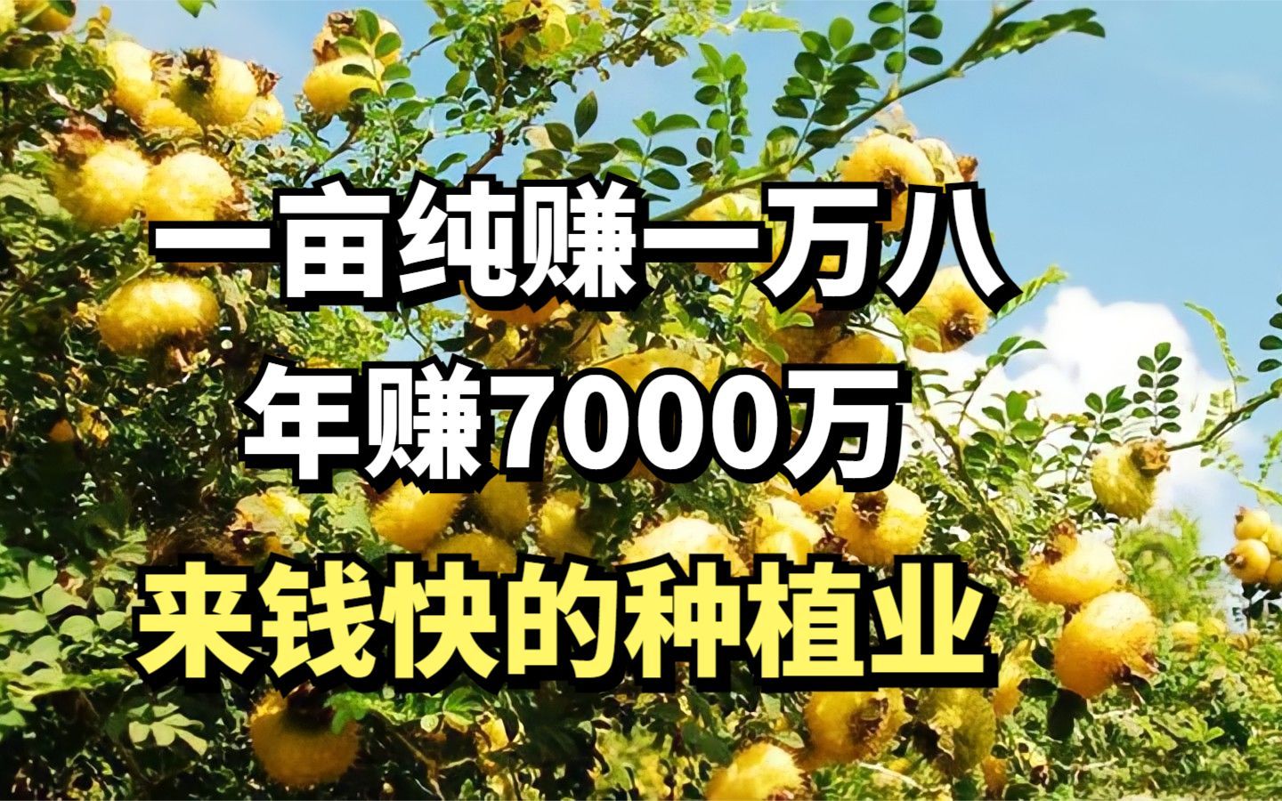 贵州小伙种没人要的刺梨,年赚7000万,他是怎么做到的哔哩哔哩bilibili