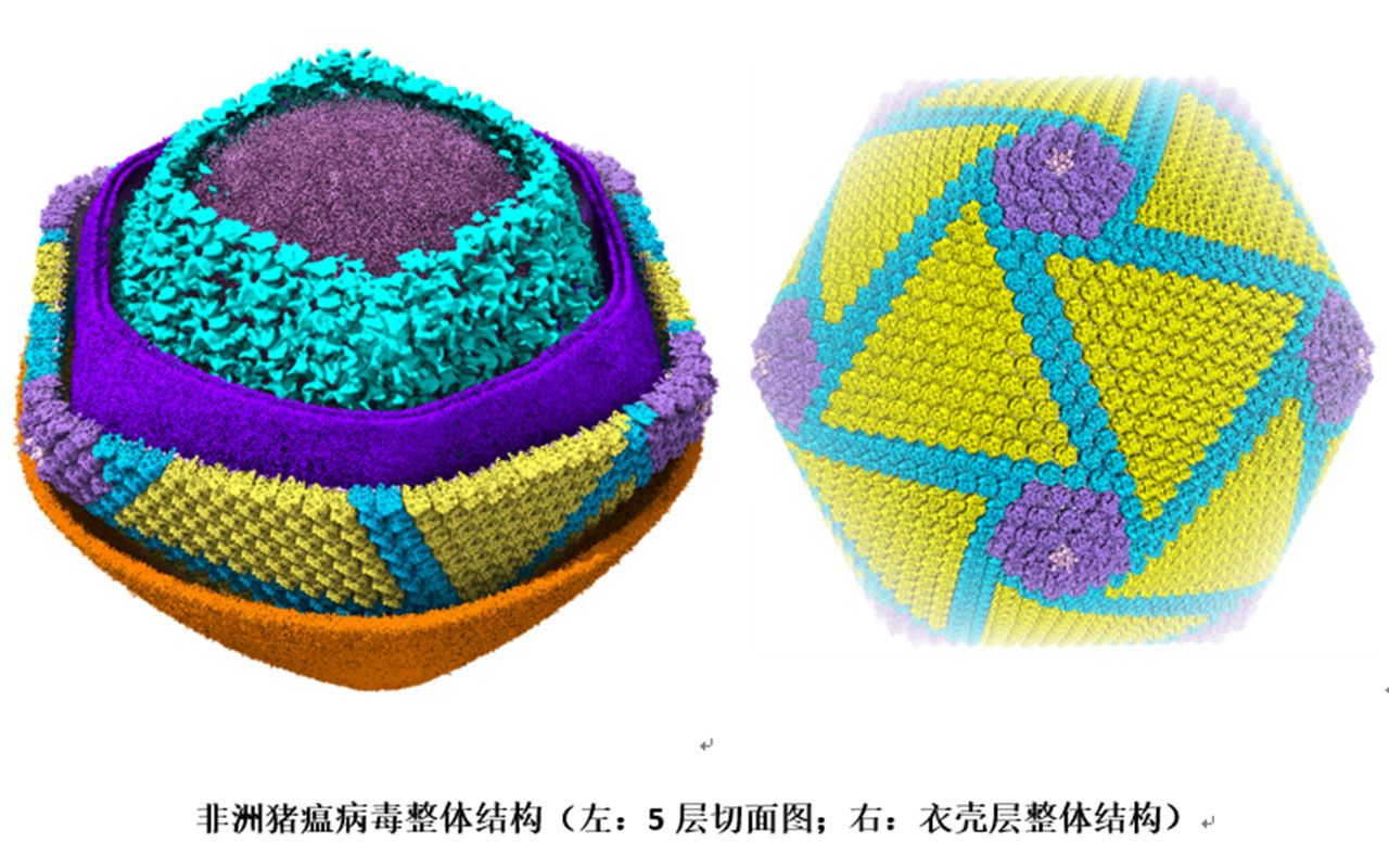 厉害了!中国解析出非洲猪瘟病毒结构哔哩哔哩bilibili