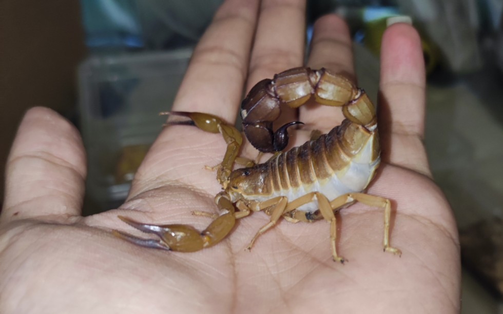 上手黄肥尾蝎还是只孕母非常霸气