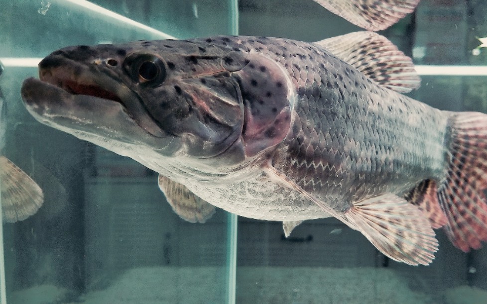 aimara牙鱼喂食林蛙这一口20年的功夫什么鱼挡得住