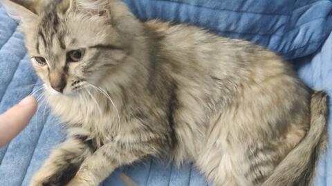 长毛狸花猫 你看你看就是这个烦人的小妖精 哔哩哔哩