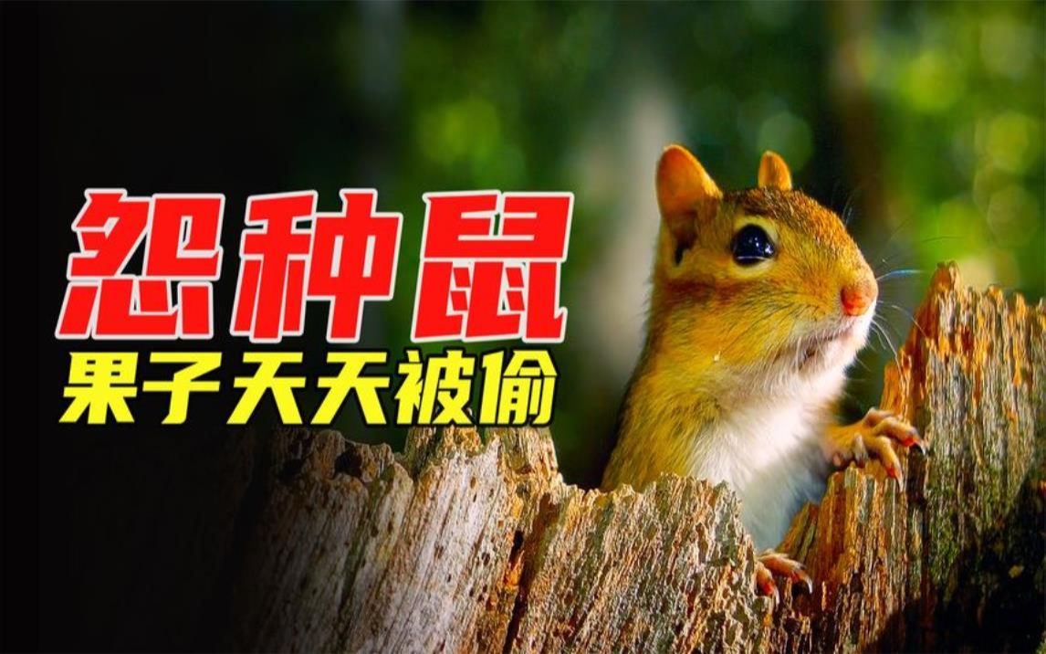 花栗鼠堪称动物里的"大怨种",果子天天被偷,超搞笑动物纪录片