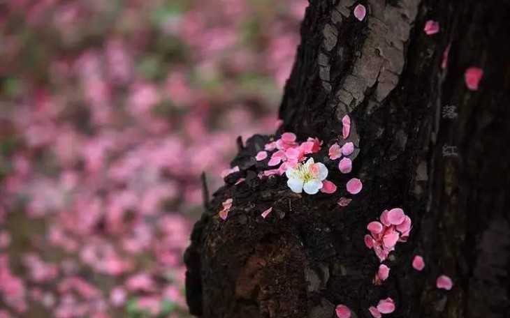 [图]《水调歌头·我饮不须劝》辛弃疾——一笑出门去，千里落花风