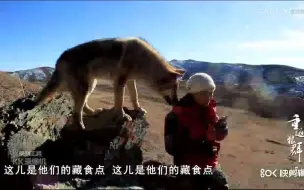 Скачать видео: 小狼格林的呆萌瞬间