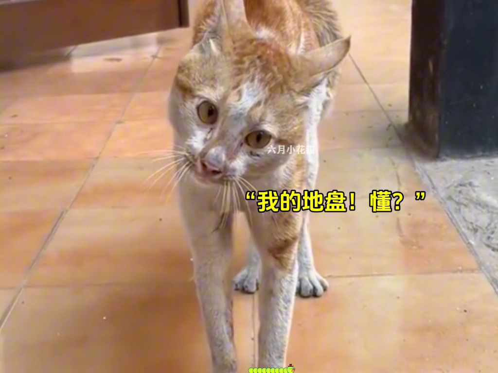 猫咪发怒的样子也太搞笑了!哔哩哔哩bilibili