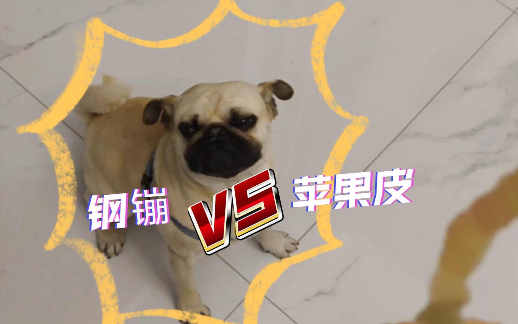 [巴哥犬钢镚]钢镚大战苹果皮哔哩哔哩bilibili