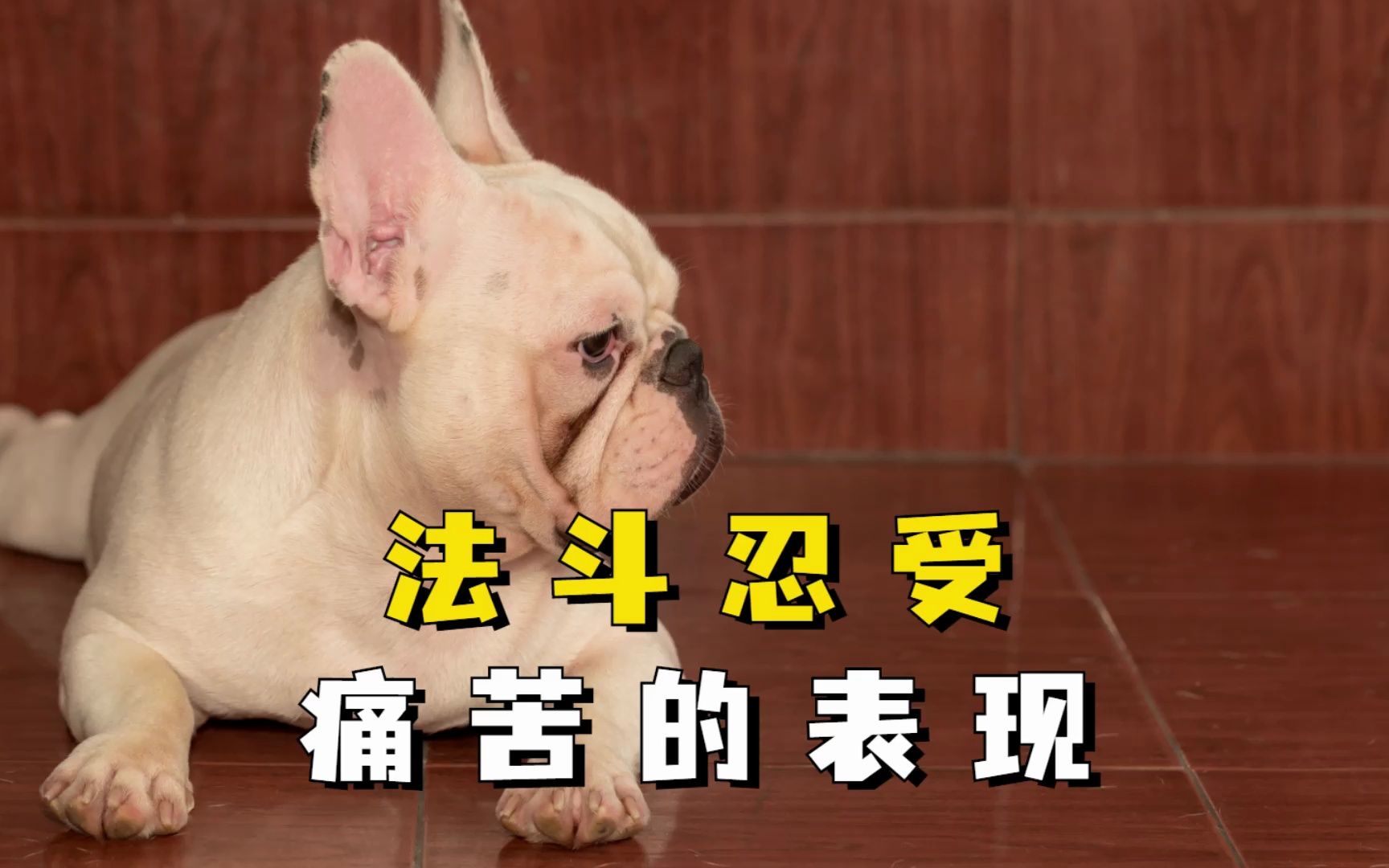 法斗忍受痛苦的表现,希望你能懂!