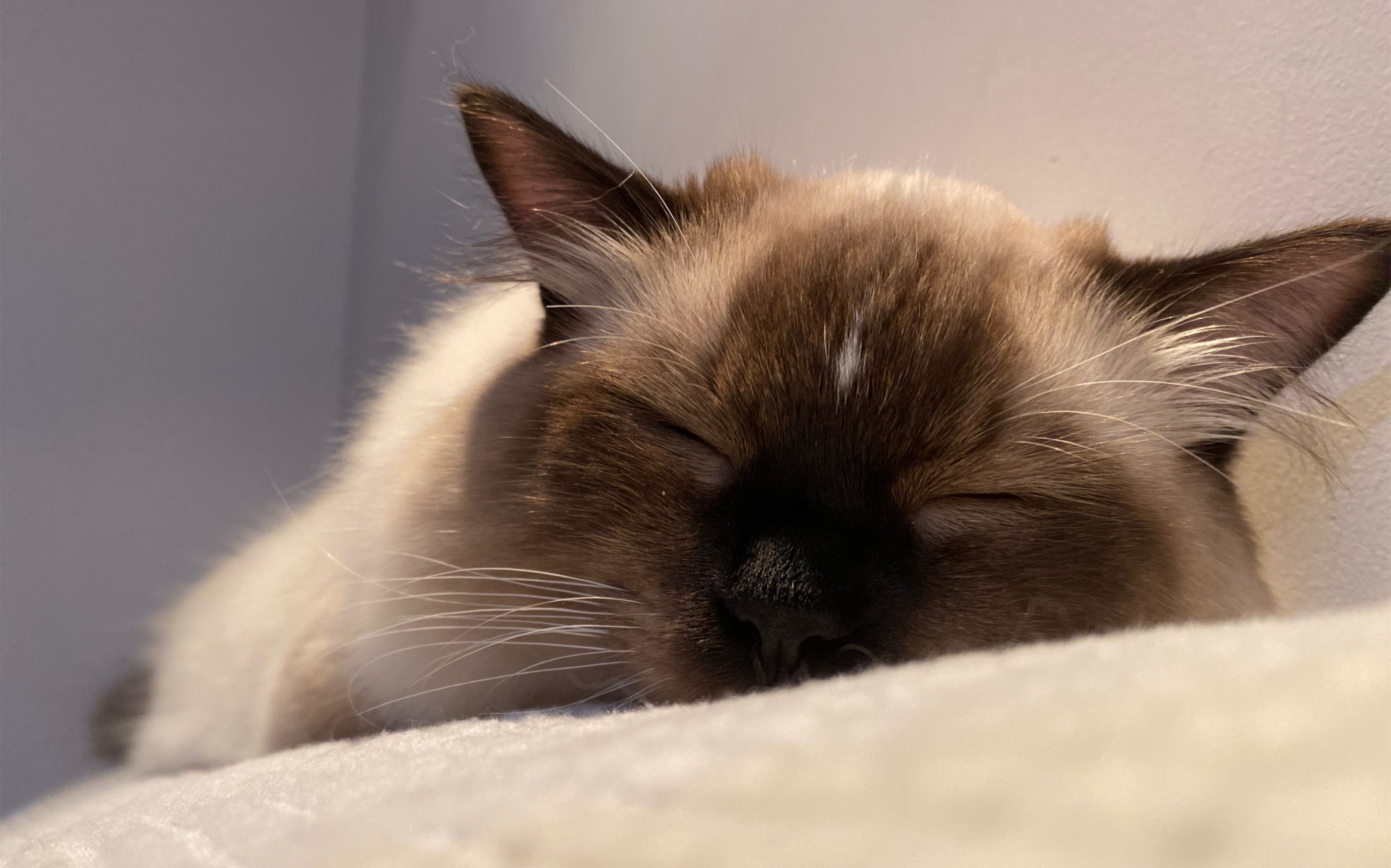 小猫咪睡觉梦到什么啦