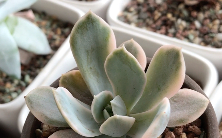 多肉植物 鲁氏锦 echeveria runyonii rose ex walther 鲁氏石莲花的
