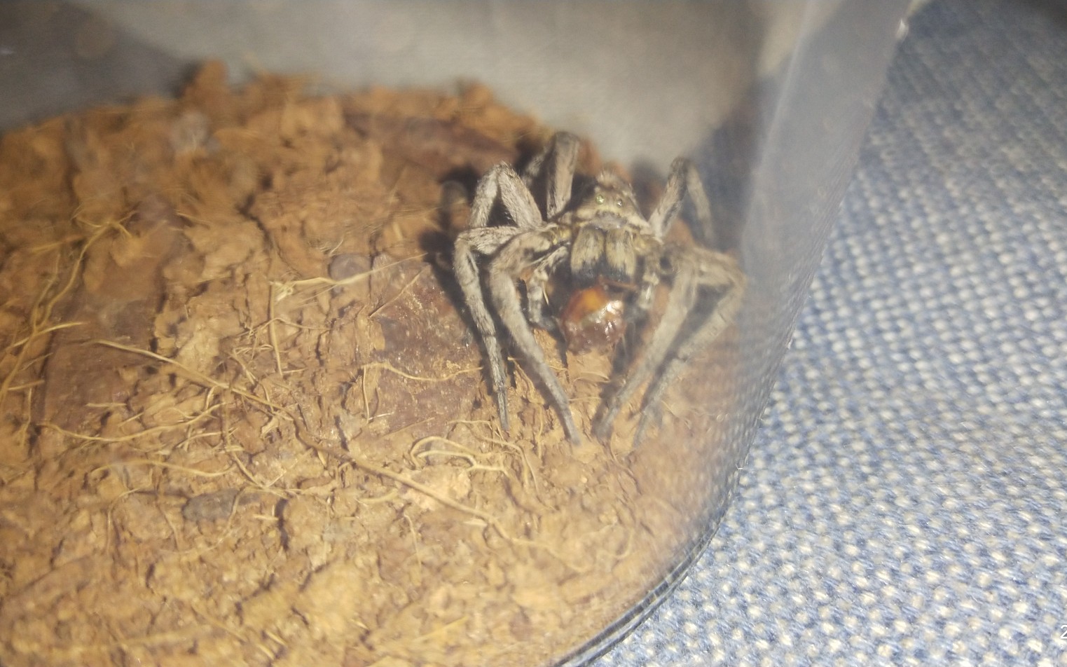 利氏舞蛛捕食樱桃蟑螂