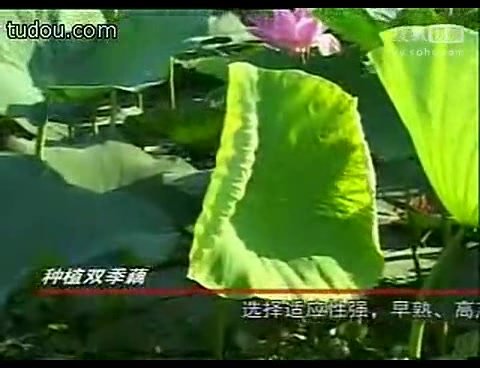 莲藕种植技术视频(莲藕种植收益)高产莲藕栽培技术哔哩哔哩bilibili