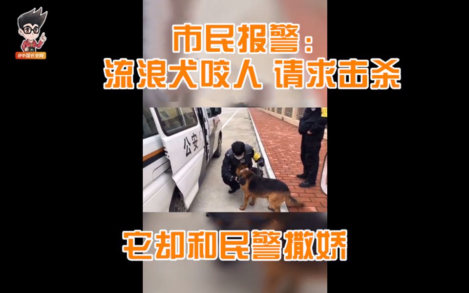 小区内有恶性犬咬人?民警安抚后它撒娇求摸头哔哩哔哩bilibili