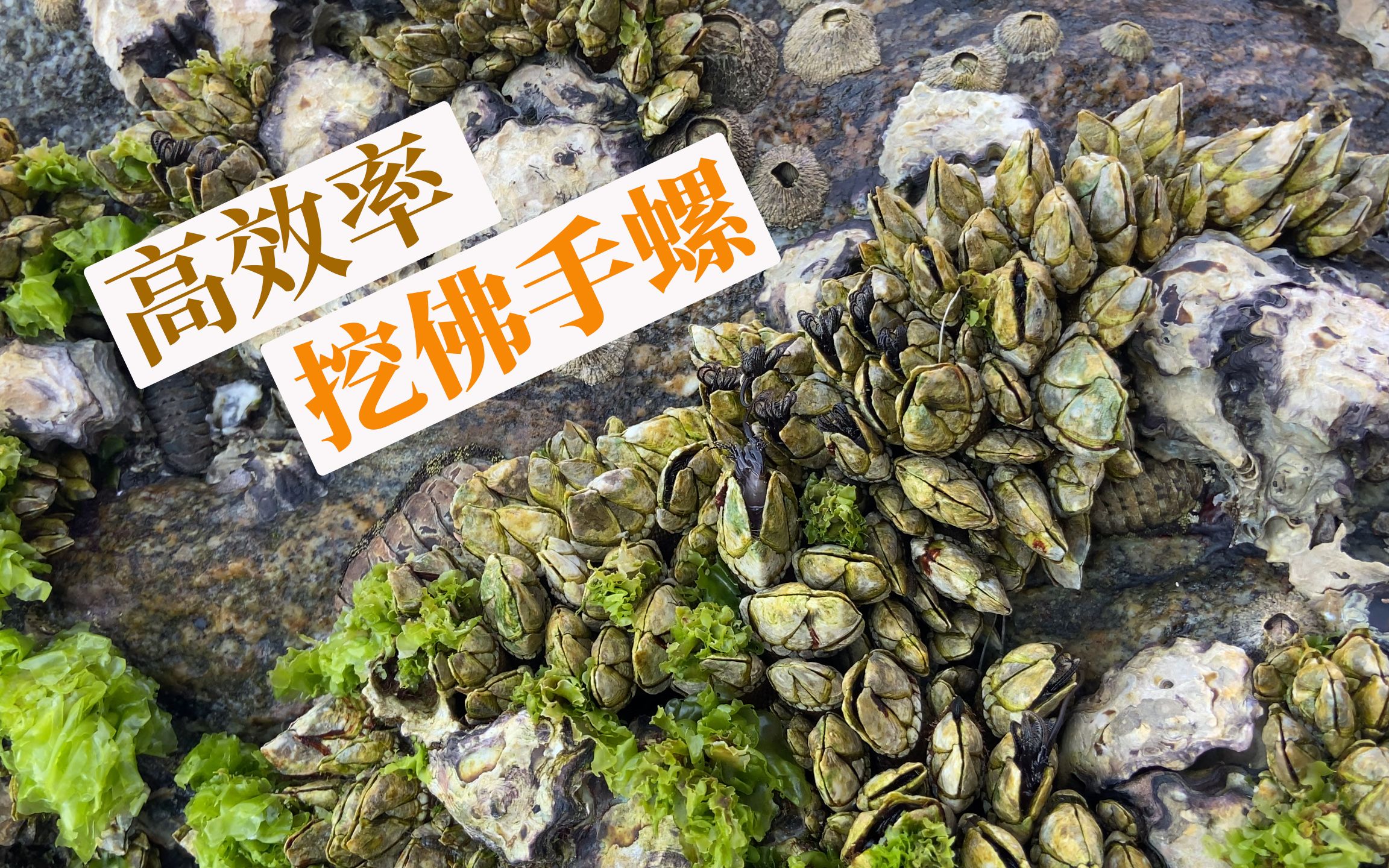 小湾赶海挖藤壶,这工具一铲一大片佛手螺,就是比钳子好用