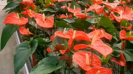 花卉连栋温室大棚如何设计建造及造价