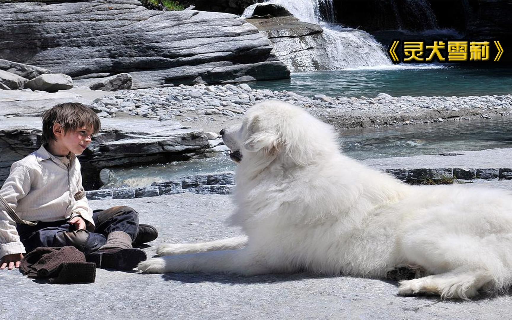 [图]《灵犬雪莉》狗狗是人类忠实的朋友，请善待它，它会守护你一生！