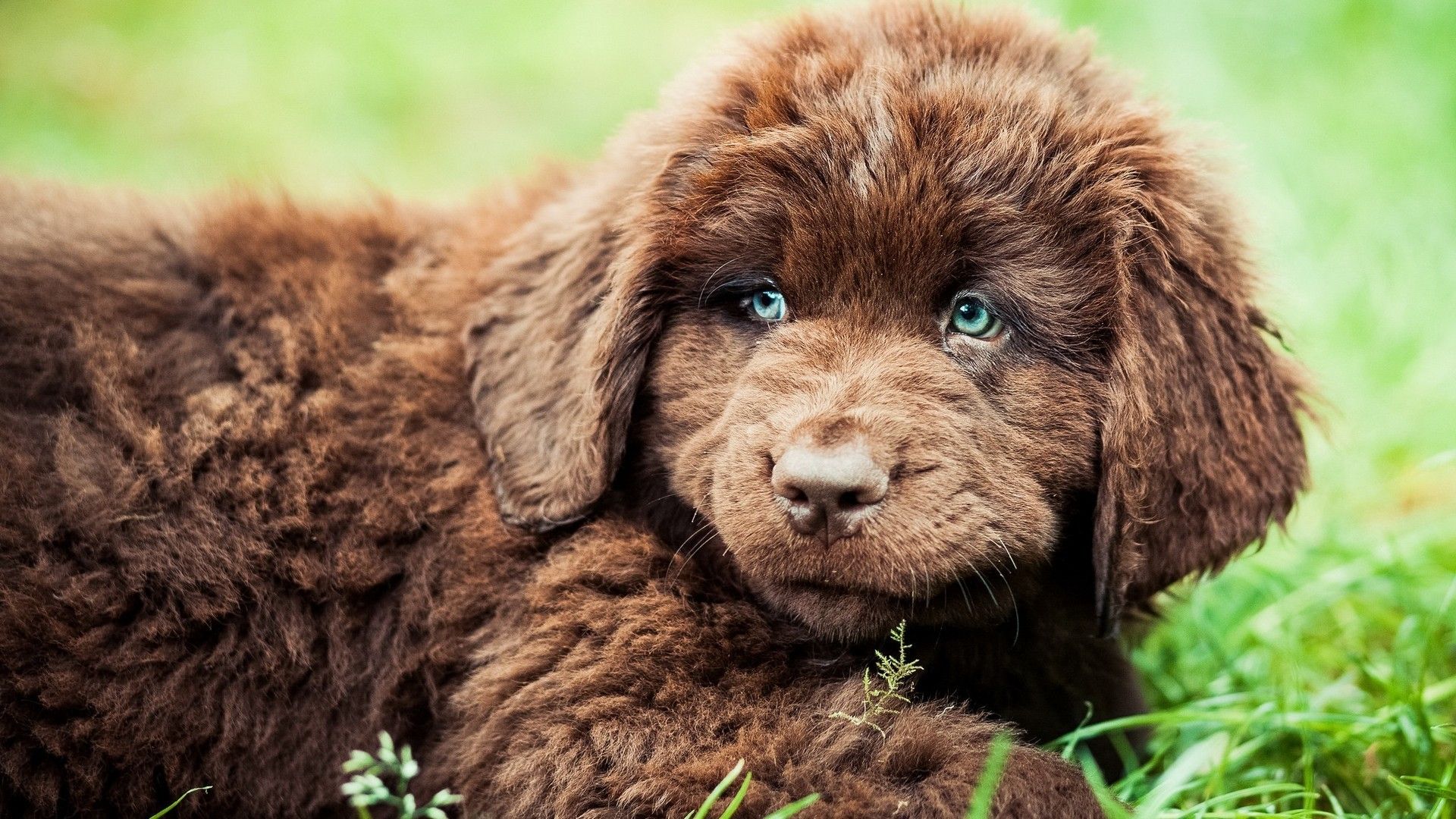 newfoundland dog puppies