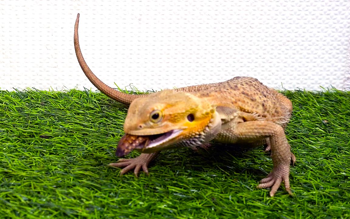 蜥哥一口一个杜比亚,太特么香了