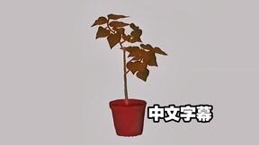 无对应图片
