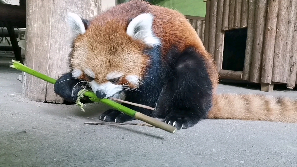 【小熊猫】为了拍圆圆吃竹子,饲养员都快趴地上了