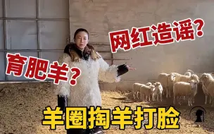 Download Video: 内蒙女汉子直面网红造谣：草原超35斤都是育肥羊？羊圈掏羊打脸！