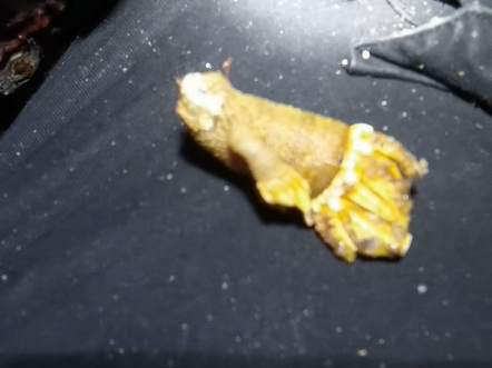 黄金佛手螺采摘:高难度的冒险之旅