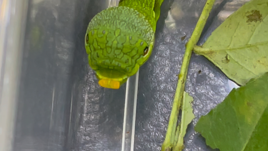 摇头晃脑的碧凤蝶幼虫