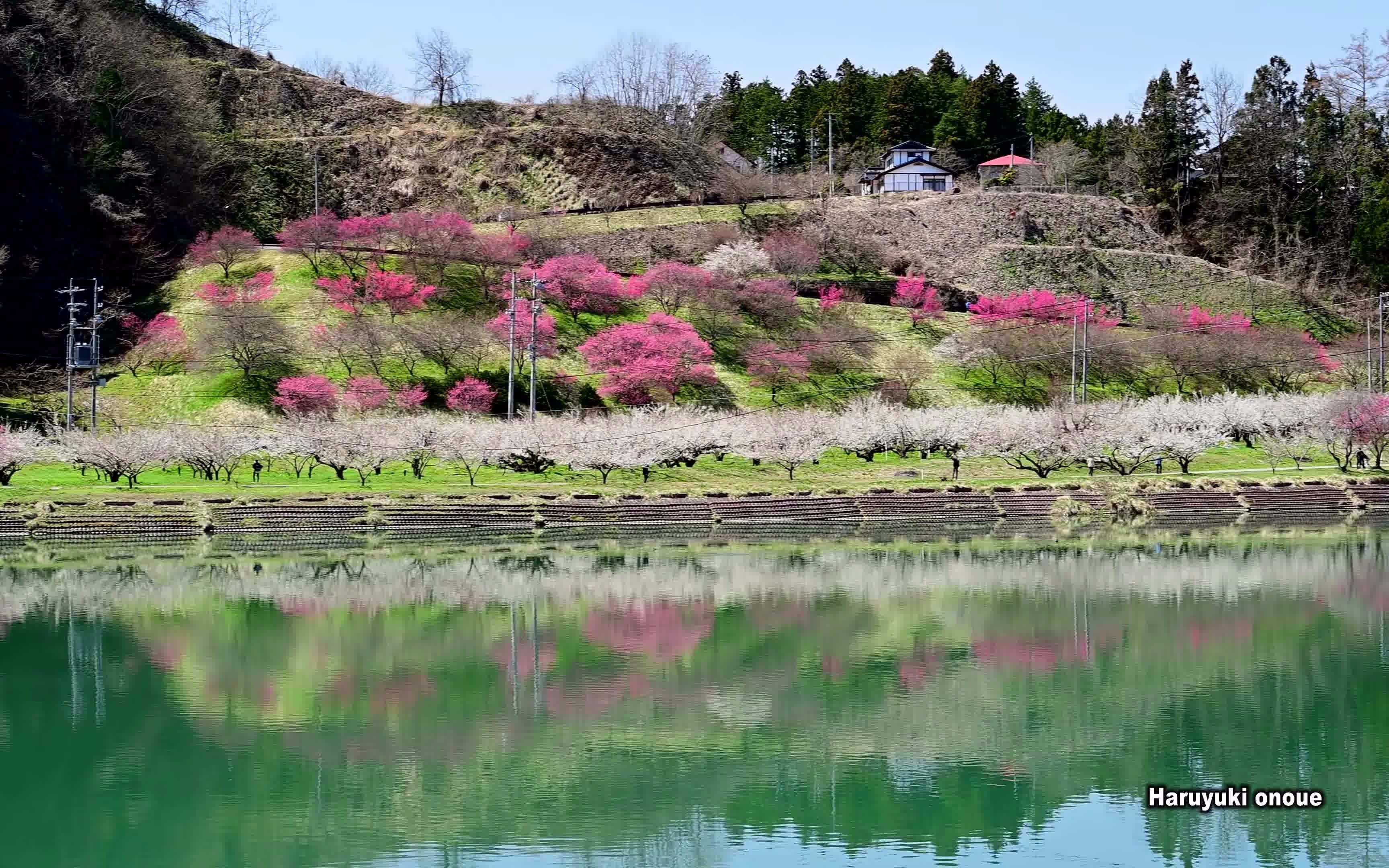 【超清日本】第一视角 梅花盛开的长野县信州新町六角梅园 (4K超清版) 2022.4哔哩哔哩bilibili