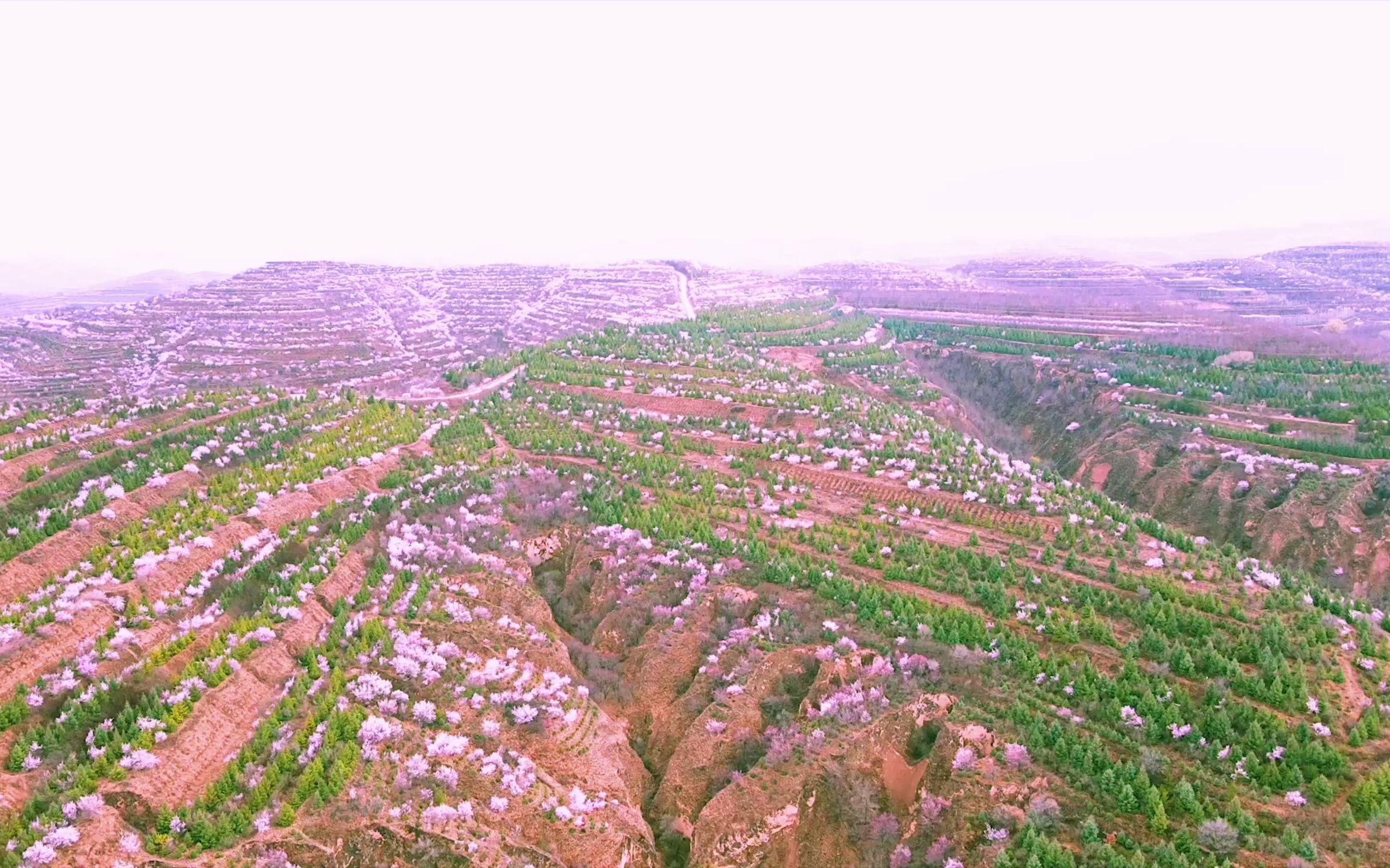 [图]宁夏彭阳的山花开了