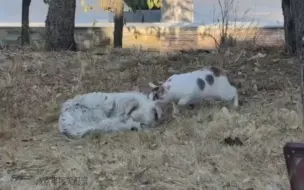 Скачать видео: 猫：要不是你醒了，我都把你埋了。