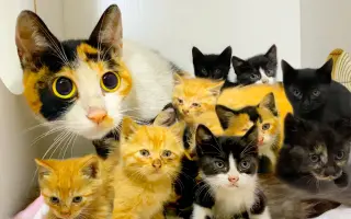 猫窝 搜索结果 哔哩哔哩 Bilibili