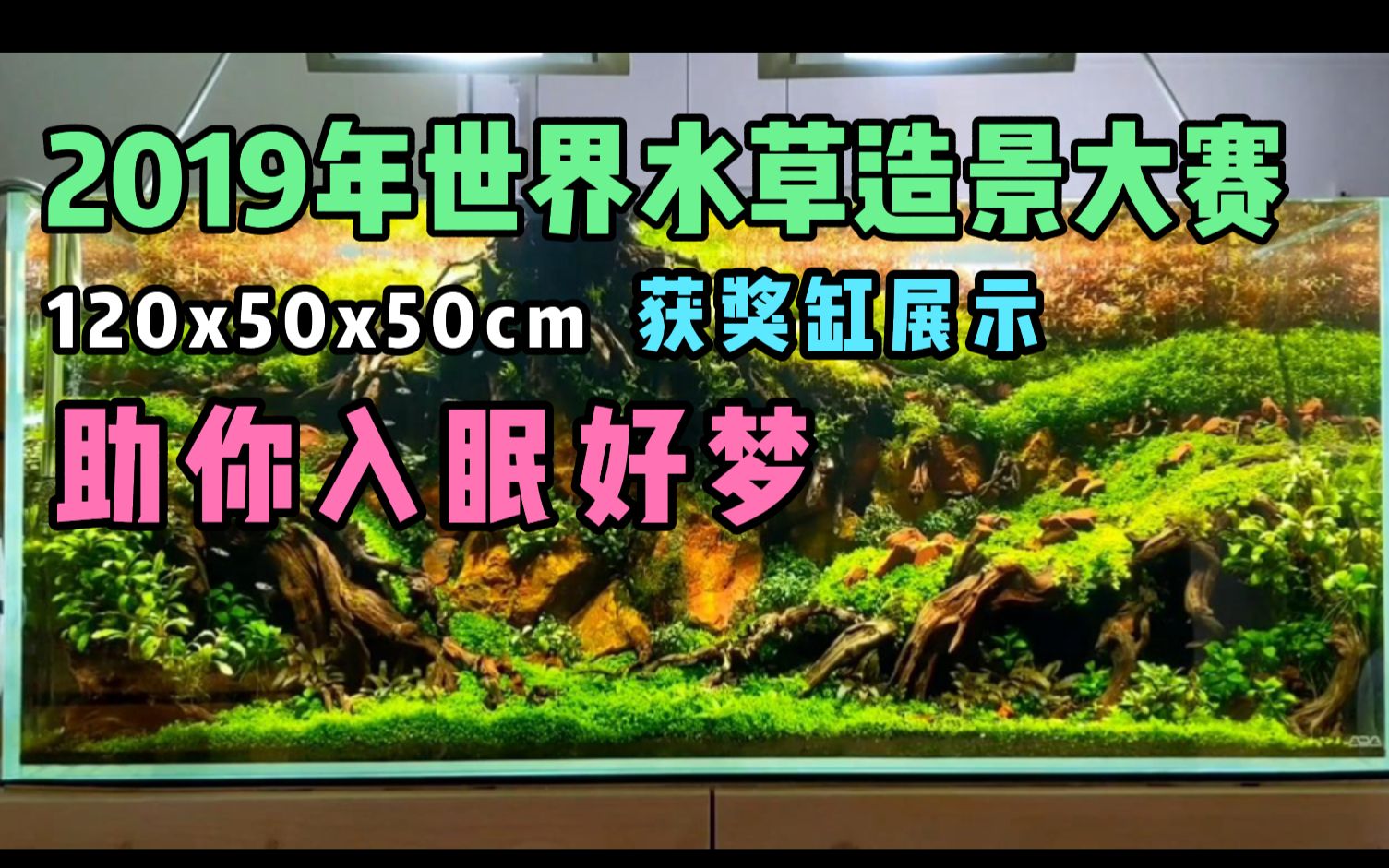 2019年世界水草造景大賽120cm獲獎水草缸展示助你好夢入眠