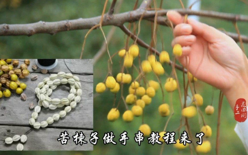 苦楝子果核做手工diy手串教程,苦楝子,苦尽甘来!