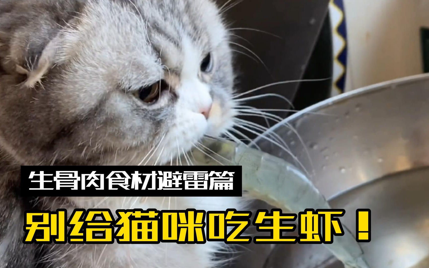 【生骨肉食材避雷篇】猫能不能吃虾?生or熟?哔哩哔哩bilibili