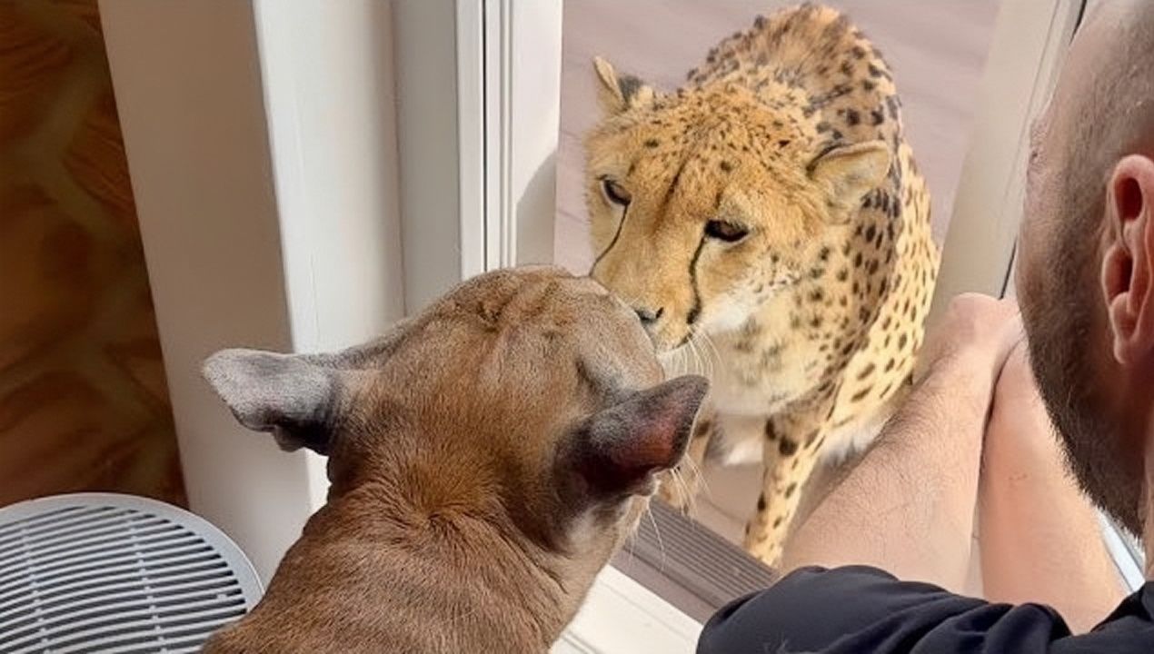 吃醋!美洲狮梅西拒绝猎豹进门