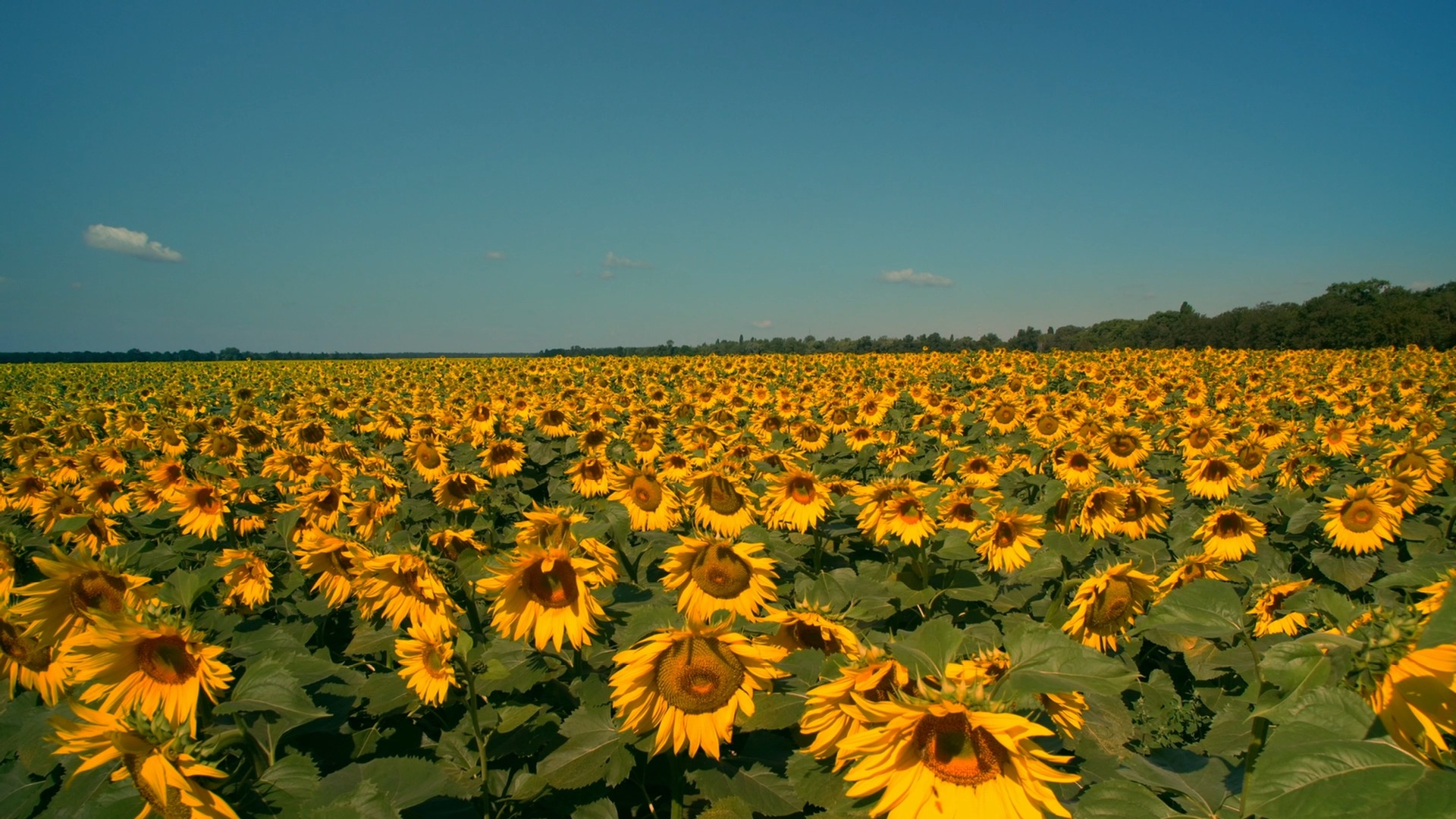 微风拂过,金黄的向日葵翻涌如海洋,每一朵向日葵都是大自然的诗篇