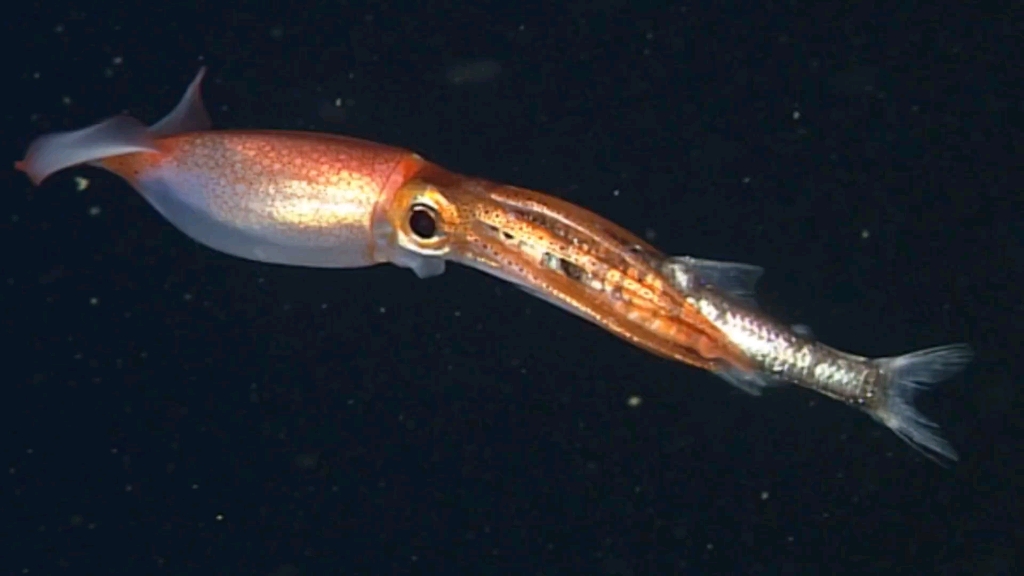 伪装专家乌贼是怎么捕食的呢?竟然能捕猎体积跟自己一样大的鱼