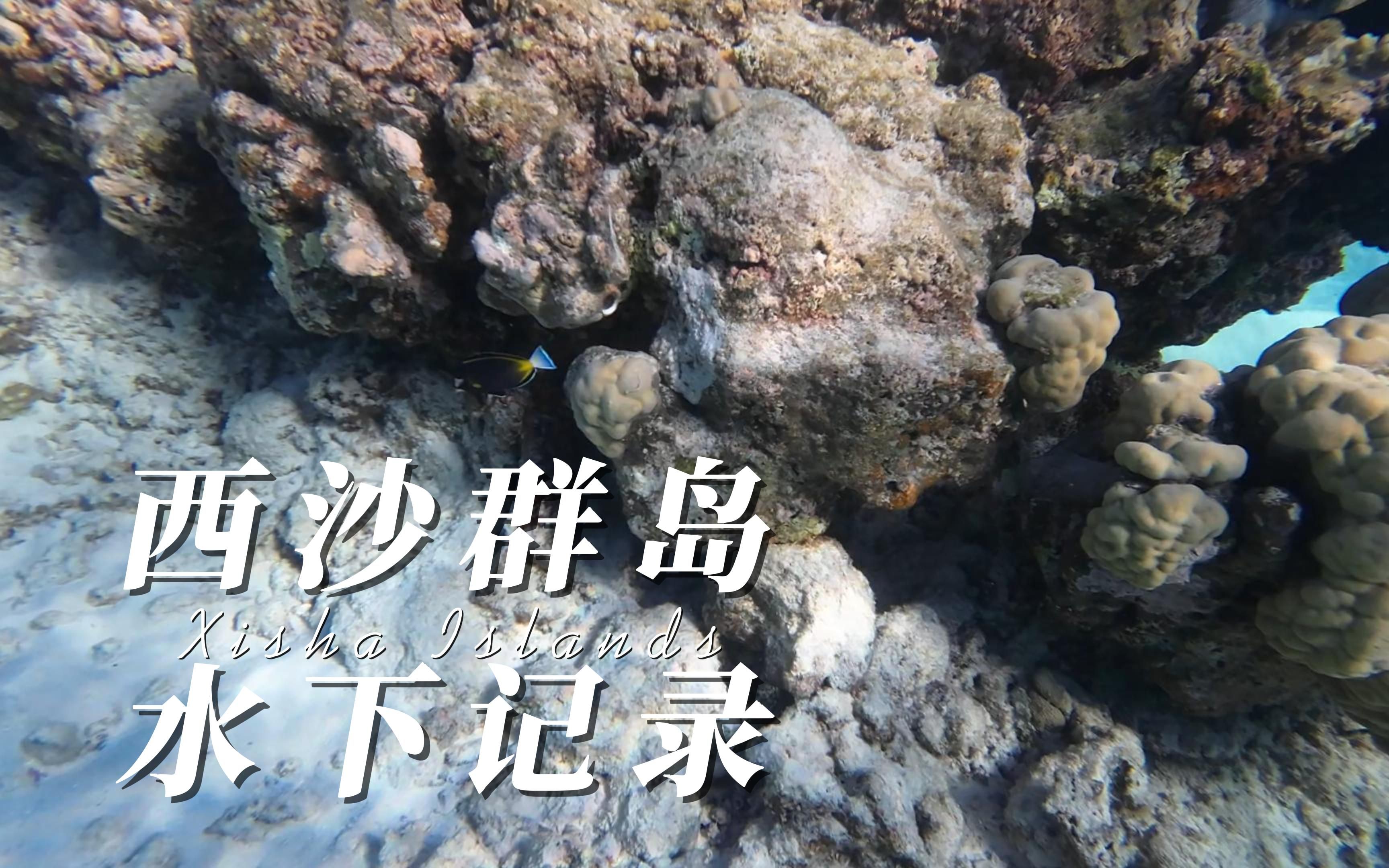 【4K】去西沙群岛旅行! | 玻璃海浮潜水下拍摄哔哩哔哩bilibili