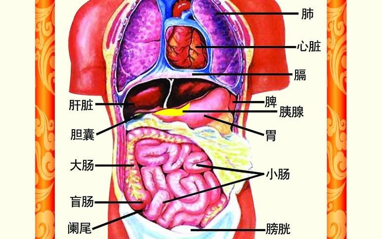 [图]人体八大排毒系统