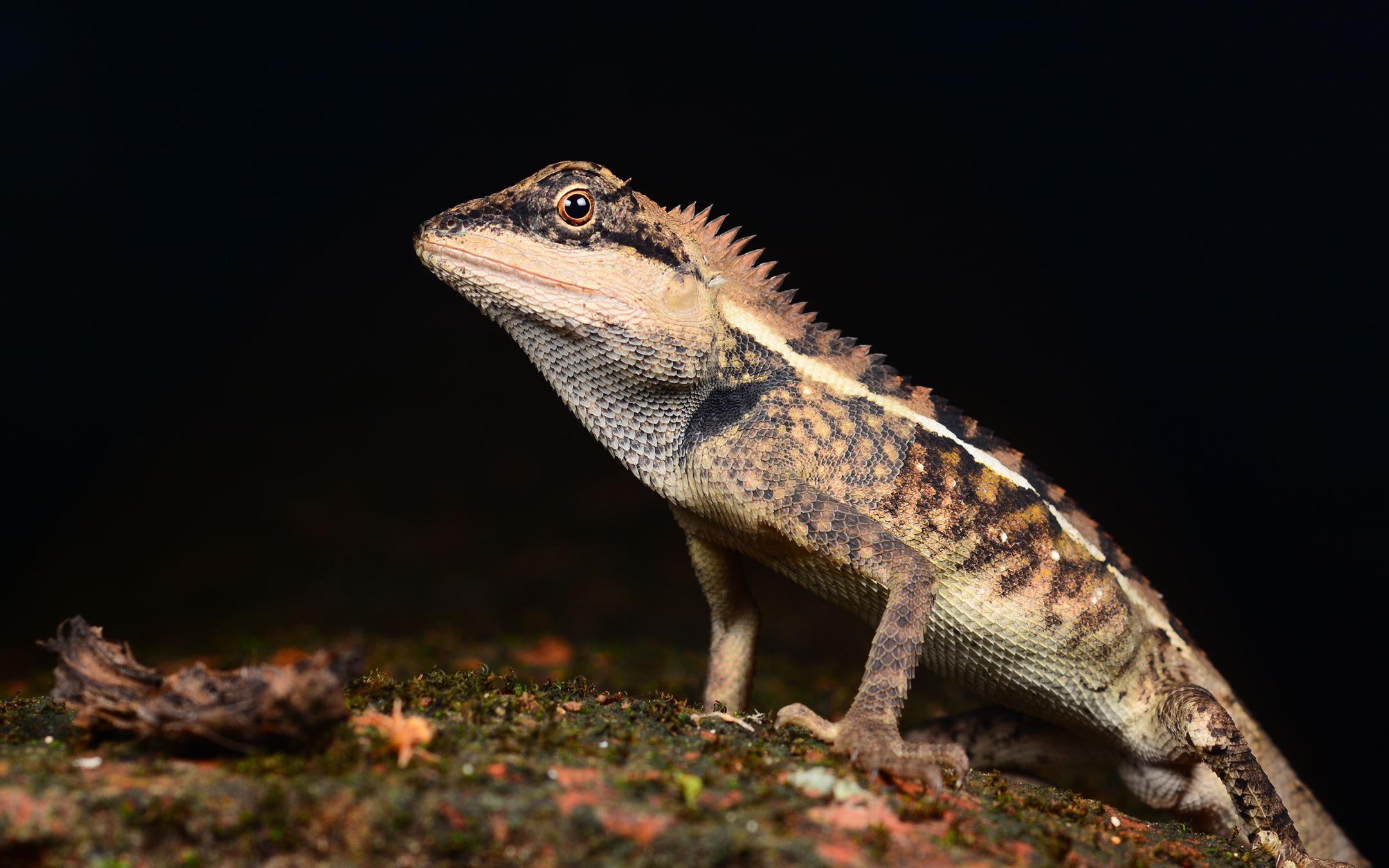 活动作品棕背树蜥的母爱