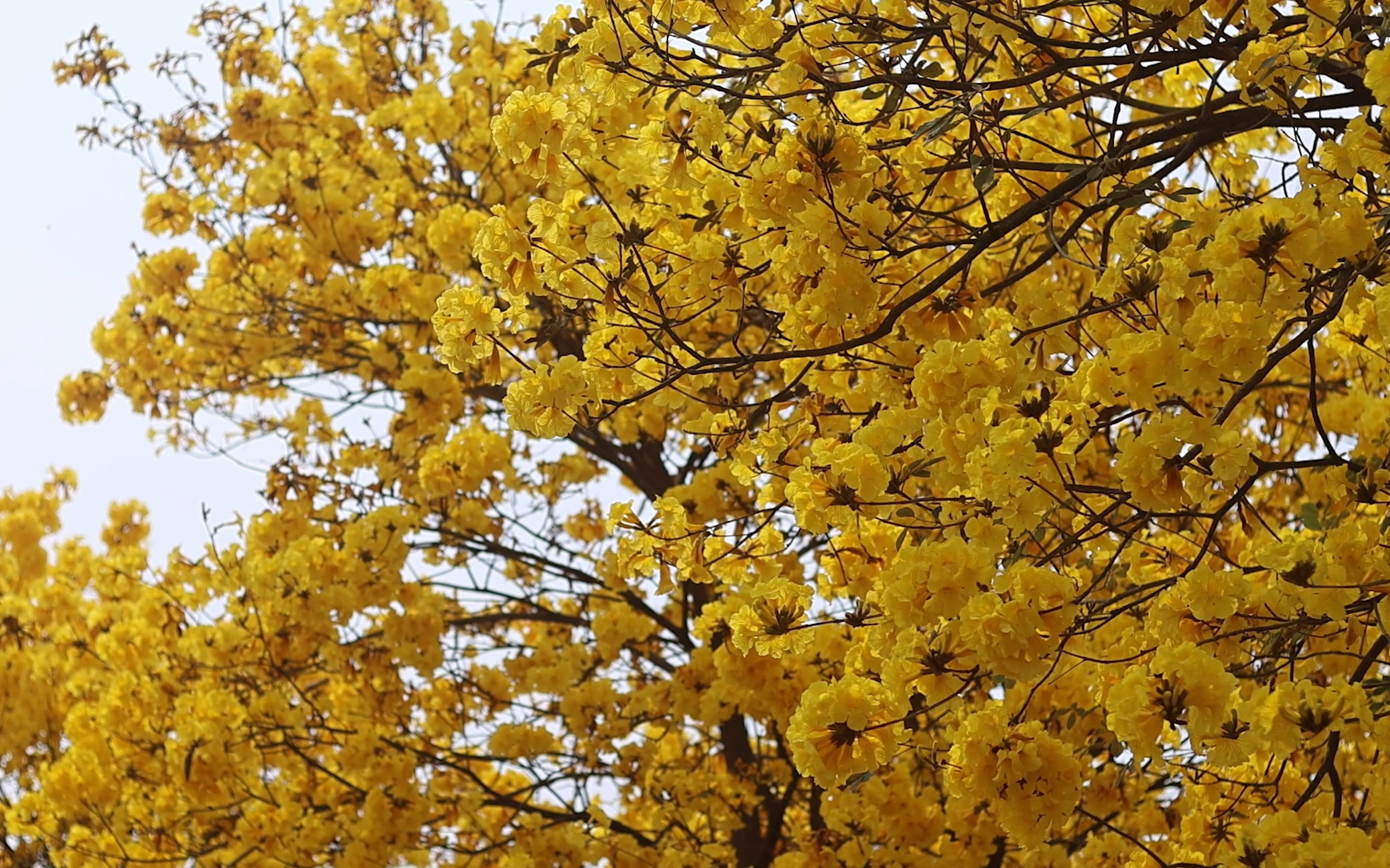 2023年3月5日-青秀山的黄色风铃花真美啊
