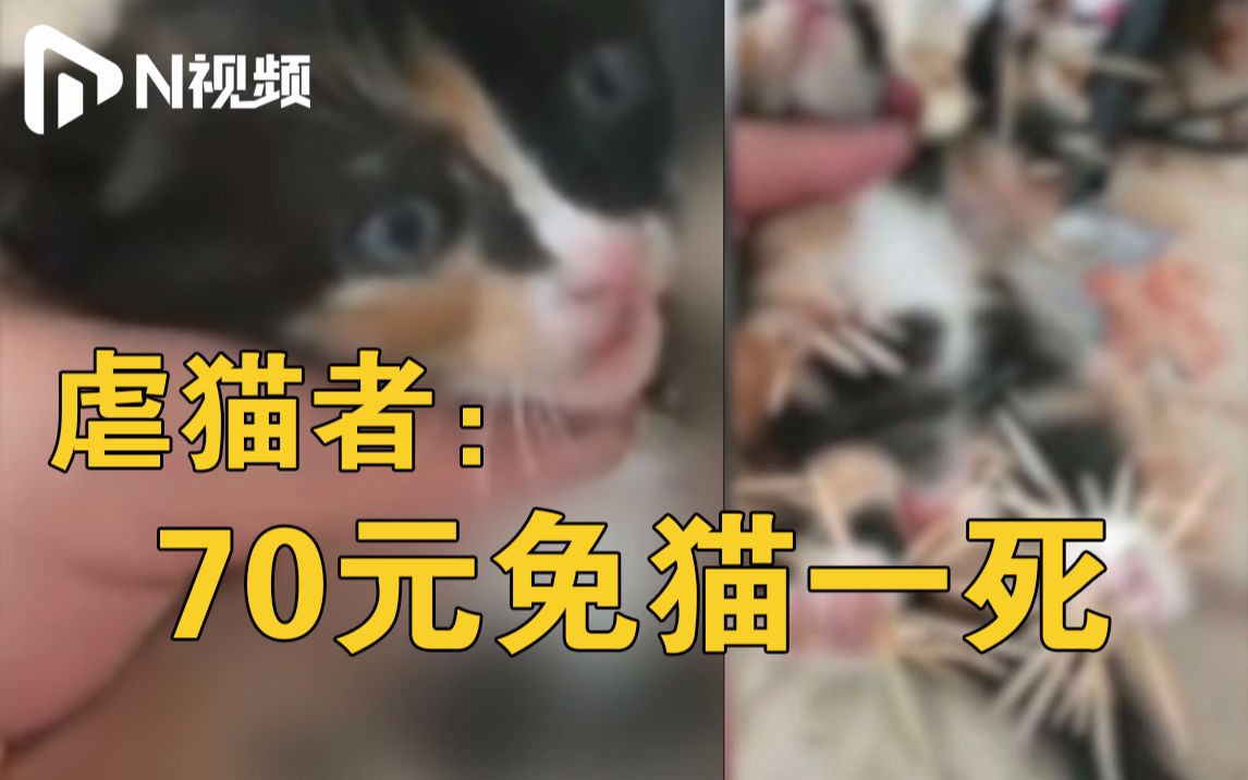 [图]丧心病狂！山东高校学生虐猫用牙签插满四肢，学校：引咎退学！