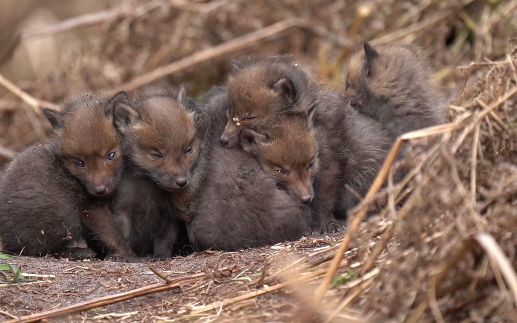 超萌的一窝小狐狸,抱在一起,等妈妈回来