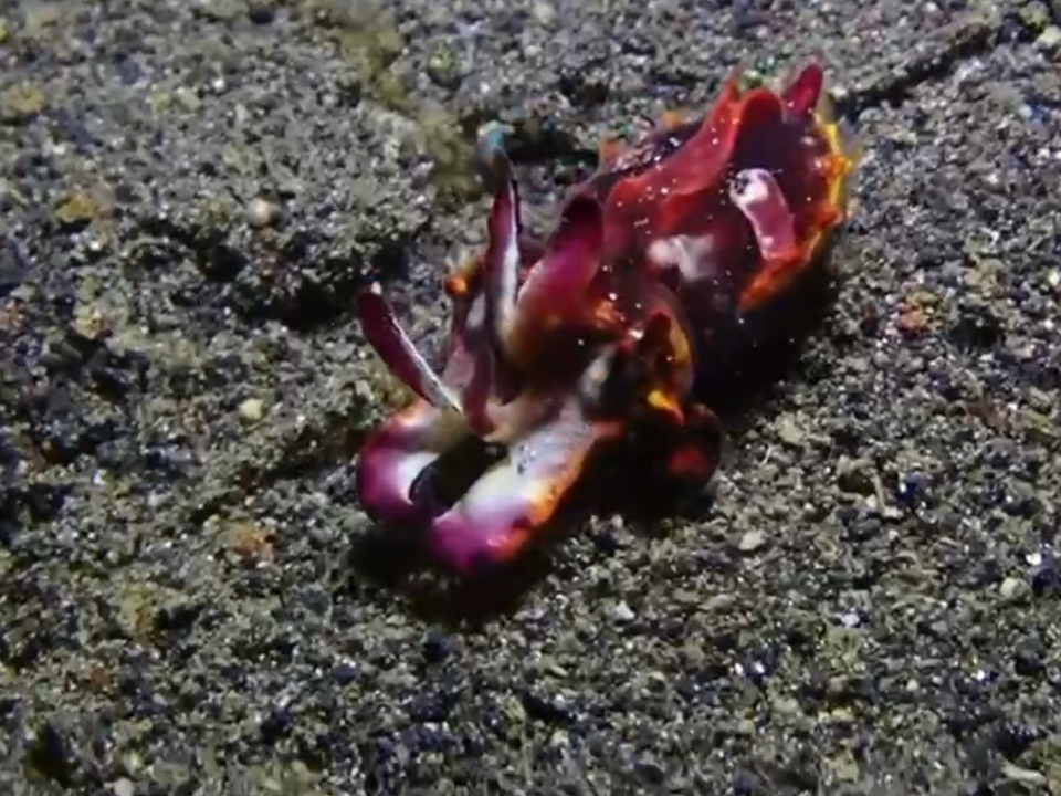 火焰章鱼～有没有人觉得它很像火龙果!