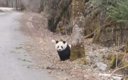 四川平武王朗景区现大熊猫“横穿马路” 游客大呼太可爱了哔哩哔哩bilibili