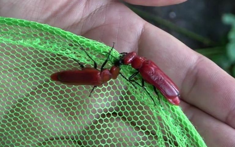 大红芫青cissites cephalotes雄性格斗