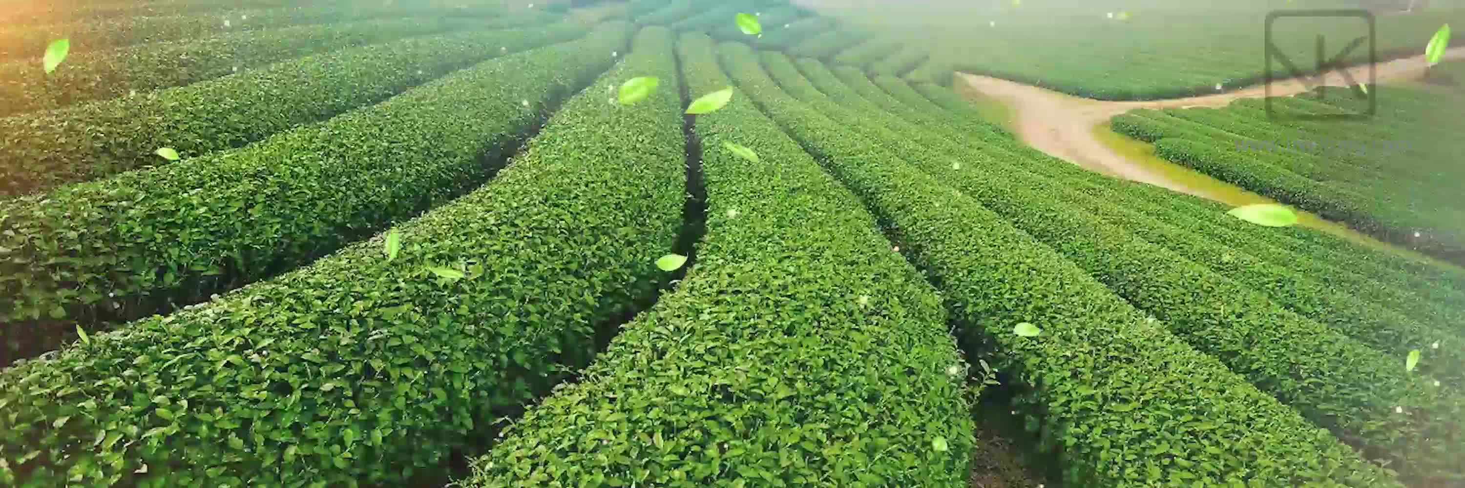 [图]请茶歌配乐成品视频led茶艺视频背景素材绿色茶园视频led演出舞台大屏背景