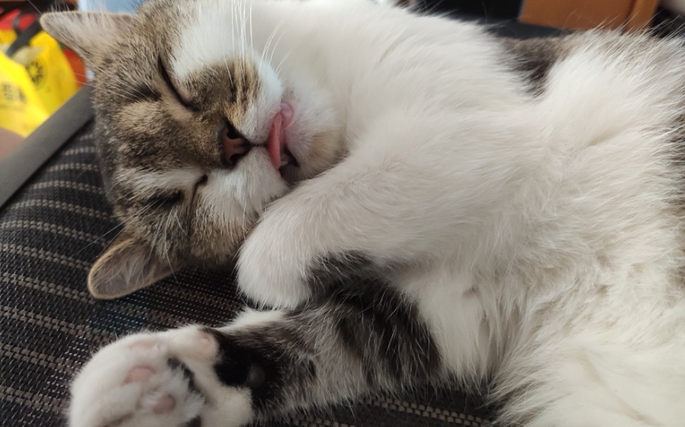 皮皮喵的十一睡梦