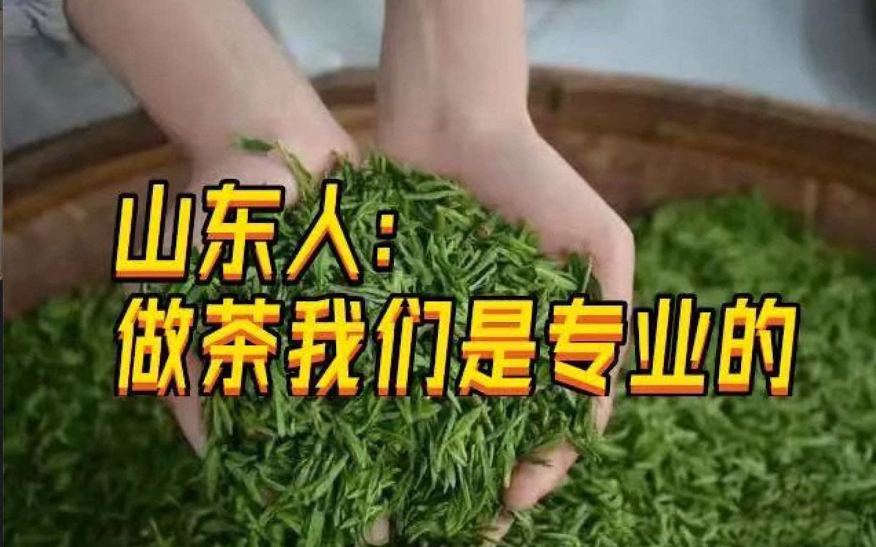 山东人做茶上千年? 你不知道的山东茶文化哔哩哔哩bilibili