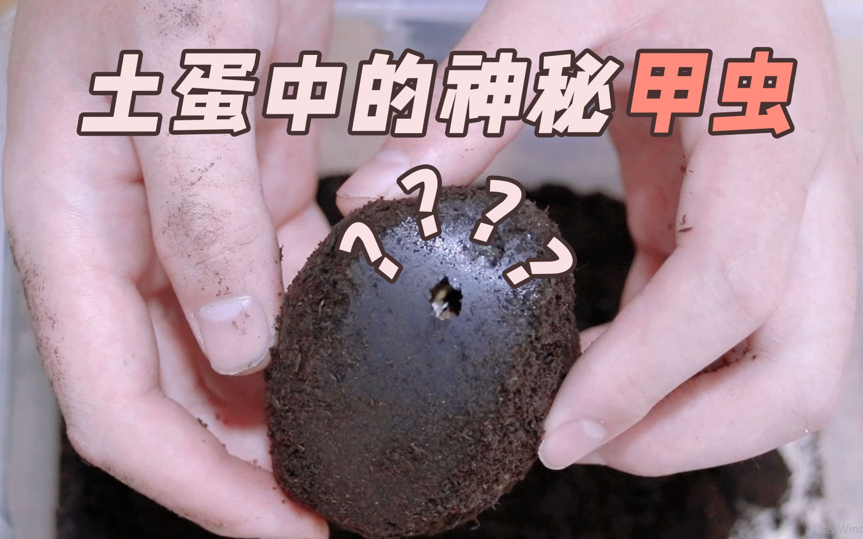 【国产美虫】神秘土蛋中的美丽甲虫,打开居然长这个样子?
